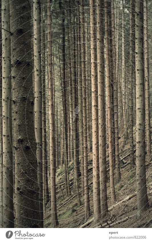tree code Environment Nature Plant Tree Forest Wood Line Stripe Stand Unwavering Orderliness Equal Arrangement Perspective Colour photo Subdued colour