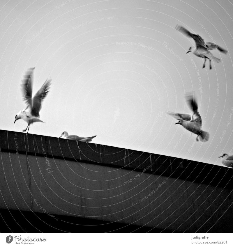 birds Bird droppings Midland Canal Seagull Black-headed gull  Clouds Swing Hannover Poultry Judder Environment Ornithology Bridge pier Freedom