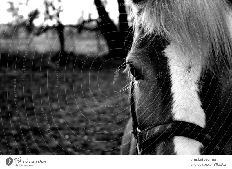 bourrine Crockery Equestrian sports Environment Nature Field Bangs Horse Wild Halter Pasture To board ho harness pale bw Dappled Black & white photo
