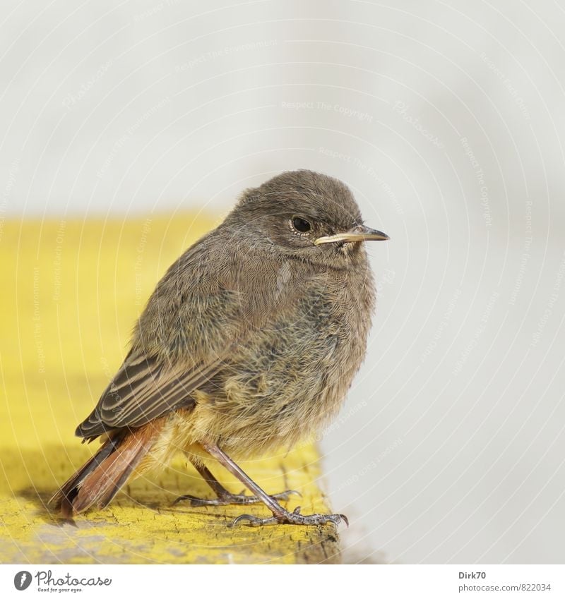 Red-tailed Teeny, the 2. Animal Wall (barrier) Wall (building) Wild animal Bird Songbirds Black redstart Plumed 1 Baby animal Wooden board Observe Crouch Sit