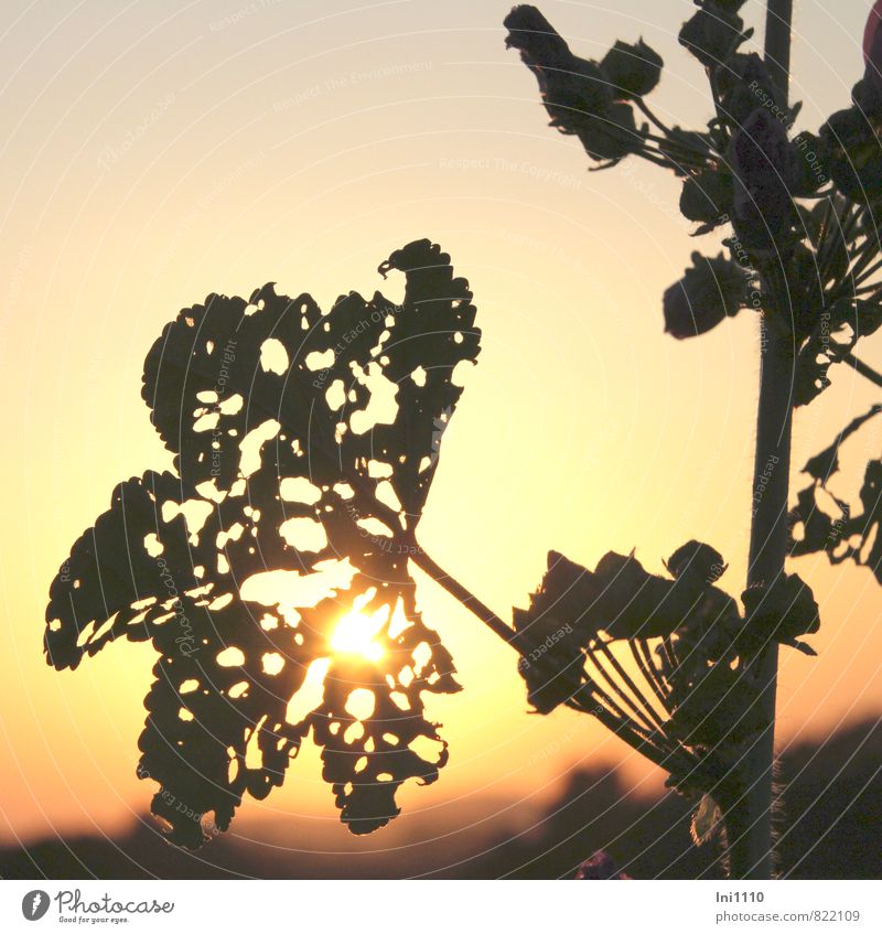 evening mood Nature Landscape Plant Sky Sun Sunrise Sunset Sunlight Summer Weather Beautiful weather Warmth Flower Leaf Perforated Food traces Hollyhock Garden