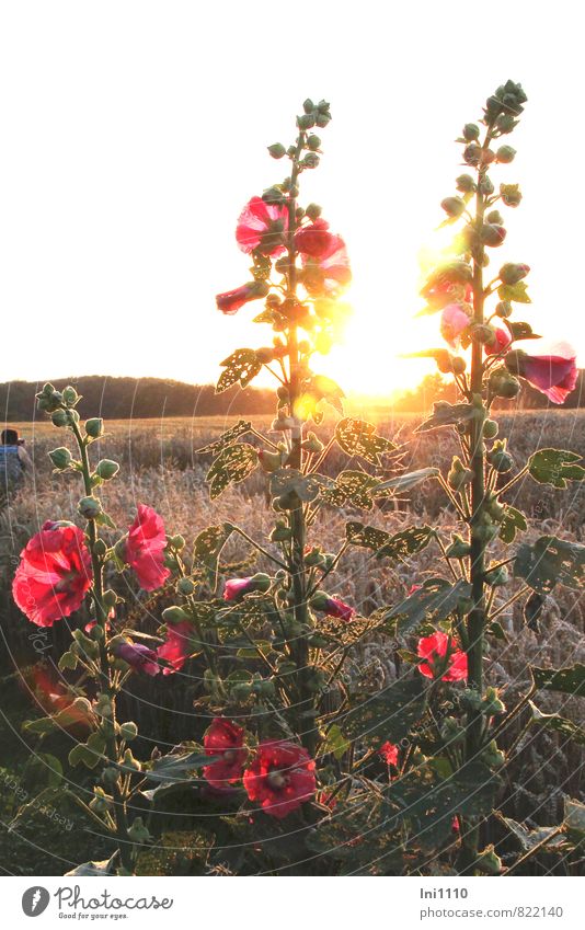 Hollyhocks in front of the setting sun Nature Landscape Plant Sky Sun Sunrise Sunset Sunlight Summer Beautiful weather Warmth Flower Leaf Food traces Blossom