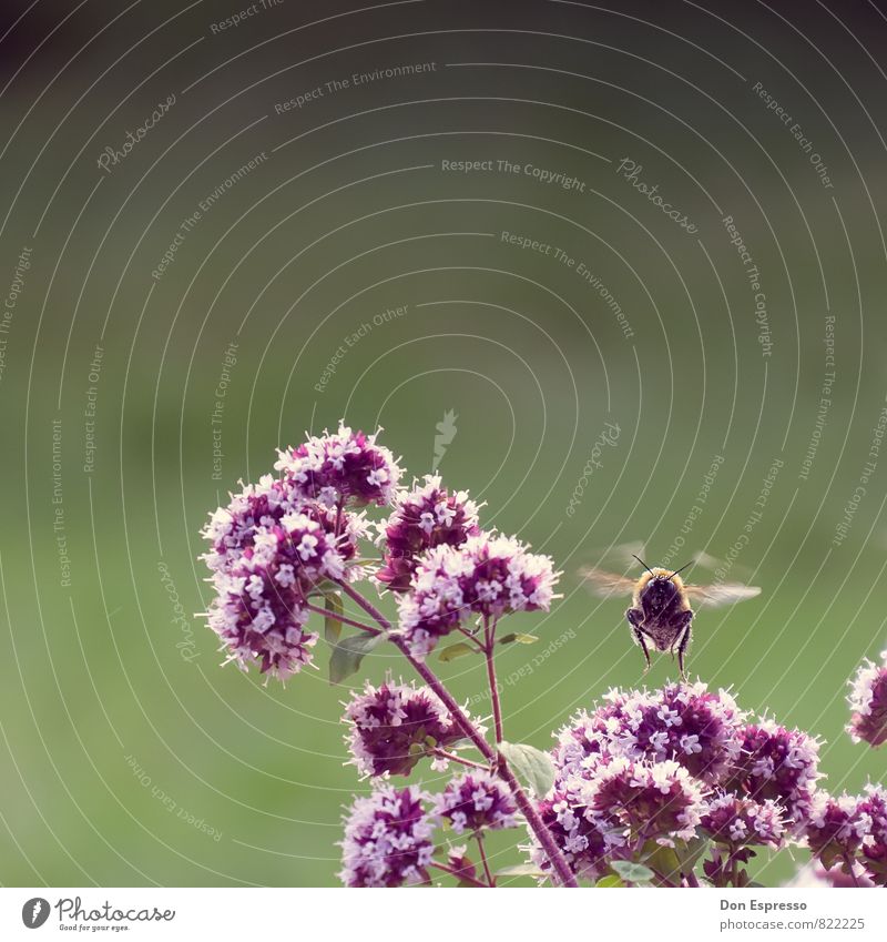 Bombus magnus Environment Nature Landscape Plant Animal Flower Blossom Garden Park Meadow Field Bumble bee 1 Flying Looking Hover Wing Insect Subdued colour