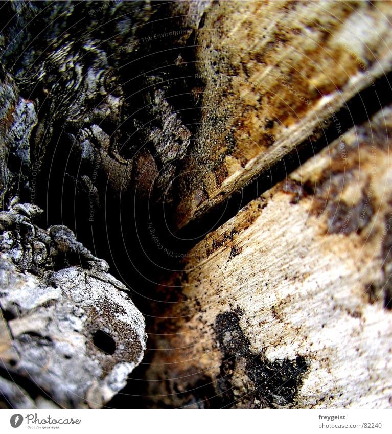 Bark with perspective Tree bark Black Brown Gray Glade Tree structure Coniferous forest trees woods left over Perspective grey Tree trunk