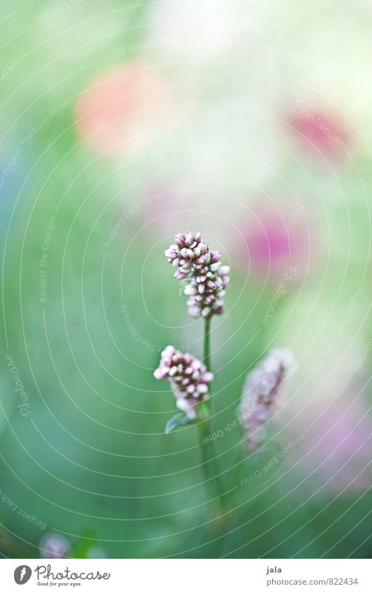 pink Nature Plant Flower Blossom Wild plant Meadow Esthetic Beautiful Colour photo Exterior shot Deserted Copy Space top Day Shallow depth of field