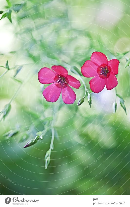 PINk Environment Nature Plant Summer Flower Leaf Blossom Garden Meadow Esthetic Beautiful Colour photo Exterior shot Deserted Day Shallow depth of field