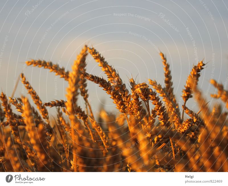 in the evening light... Environment Nature Landscape Plant Sky Clouds Summer Beautiful weather Agricultural crop Grain Wheat Cornfield Ear of corn Field