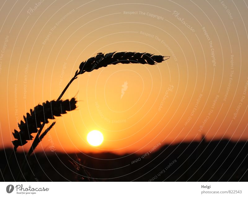 bogweed Environment Nature Landscape Plant Cloudless sky Sun Summer Beautiful weather Agricultural crop Grain Cornfield Ear of corn Wheat Field Illuminate Stand
