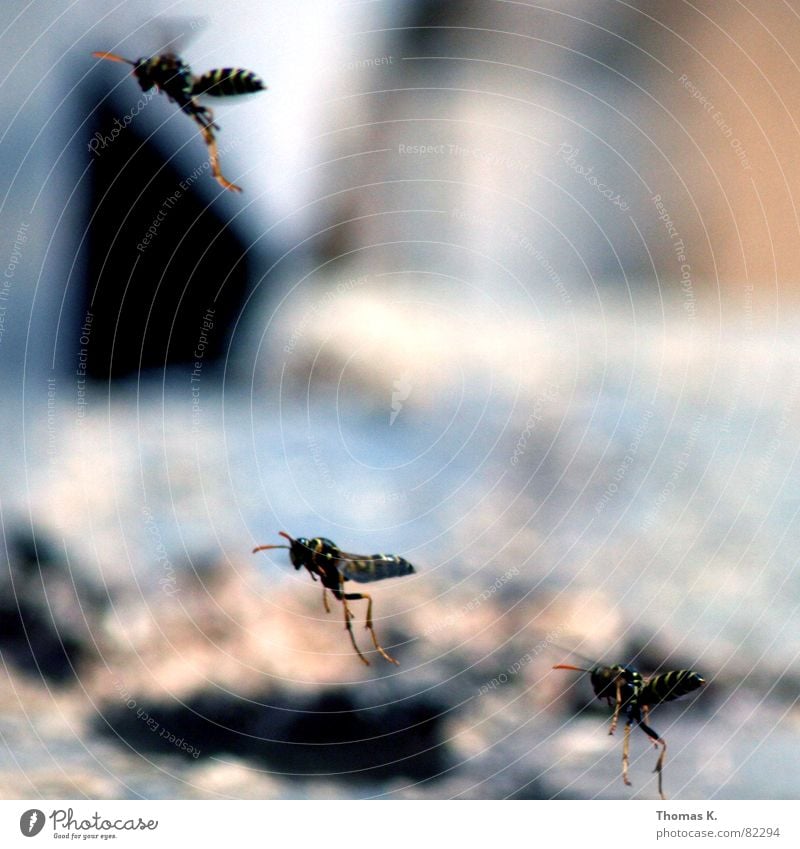 ATTACK OF THE KILLER WASPS!!! Wasps Formation flying Hymenoptera Command Squadron Insect Long-legged Yellow Black Feeler Pierce Bee Depth of field Assassin Wing