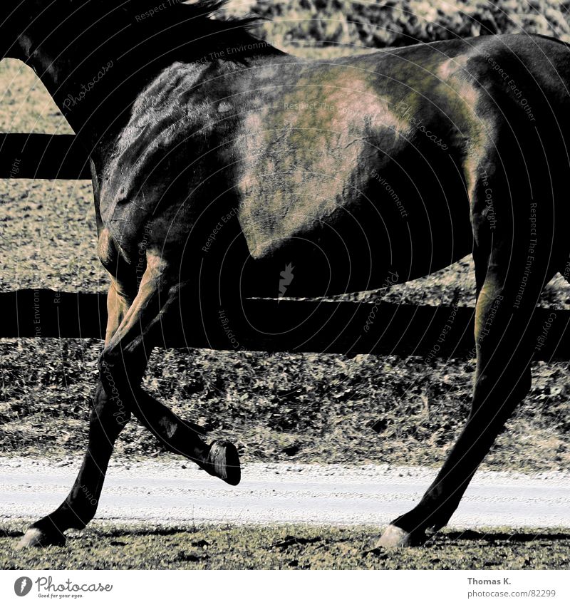 Simmental cattle Horse Walking Pelt Animal Fence Dappled Draft animal Mammal Horse's gait Patch Farm animal Black horse Section of image Partially visible