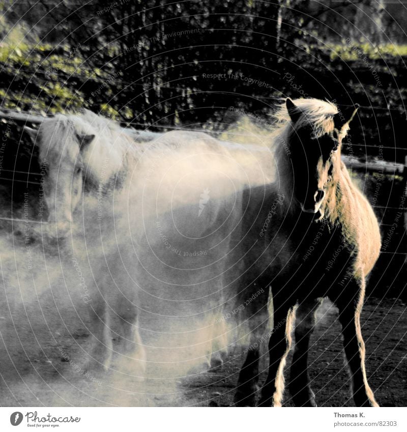 fauna and flora Cloud of dust Horse Mane Animal Draft animal Dust Mammal Farm animal Looking into the camera Stand Pair of animals 2 Exterior shot Curiosity