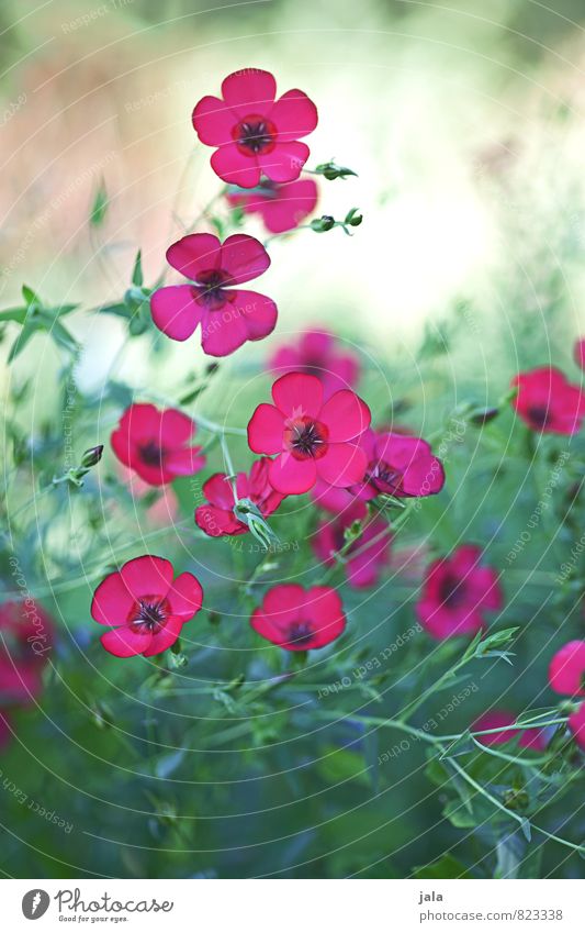 PINk Environment Nature Plant Flower Grass Blossom Garden Meadow Esthetic Natural Beautiful Colour photo Multicoloured Exterior shot Deserted Day