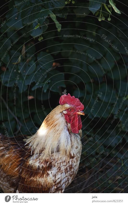 cocks Nature Plant Bushes Garden Animal Farm animal Rooster 1 Esthetic Colour photo Exterior shot Deserted Copy Space top Neutral Background Day Animal portrait