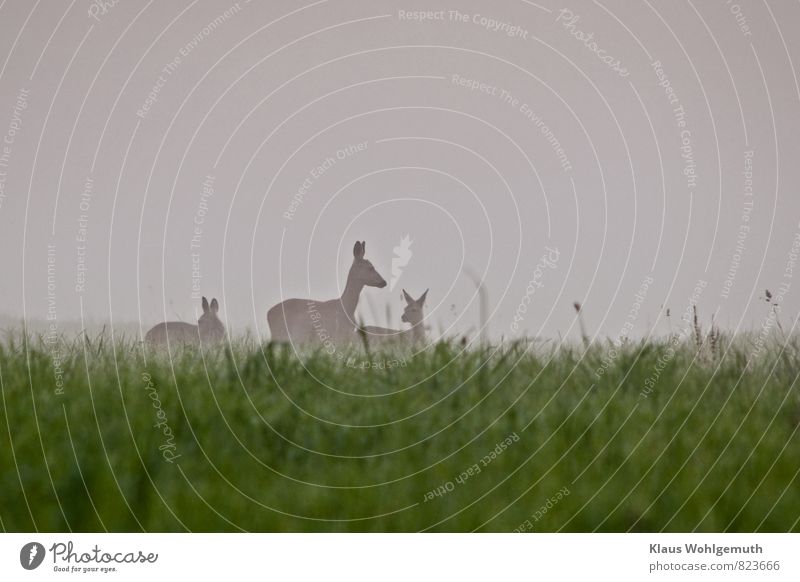 A doe with two larger fawns stands in the morning mist in a forest meadow Environment Nature Animal Summer Fog Grass Meadow Field Forest Wild animal Animal face