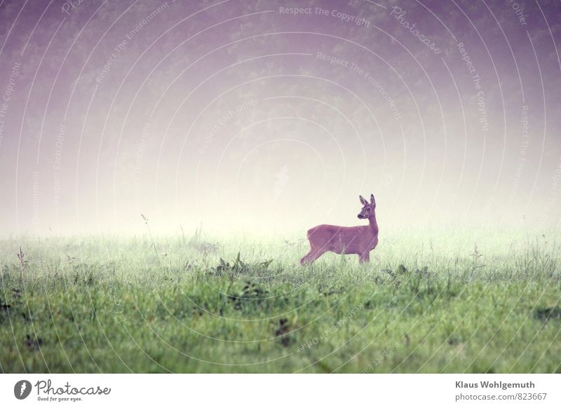 A doe belays in the morning mist in a forest meadow Environment Nature Animal Summer Autumn Fog Grass Meadow Field Forest Wild animal Pelt Roe deer Female deer