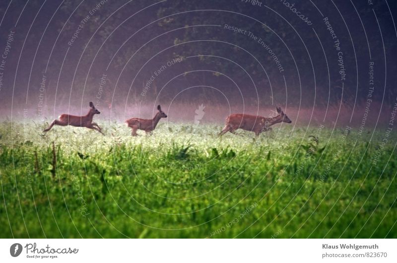 A doe flees with her 2 fawns from a forest meadow into the nearby forest Environment Nature Landscape Animal Fog Grass Meadow Forest Roe deer Fawn Female deer 3