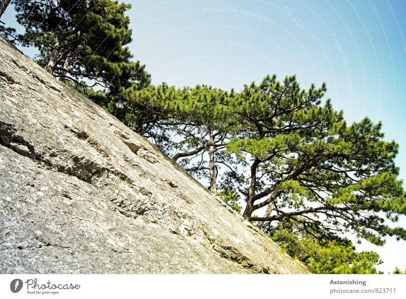 stick and stone Environment Nature Plant Air Sky Cloudless sky Summer Weather Beautiful weather Warmth Tree Rock Mountain Tall Blue Gray Green White Pine