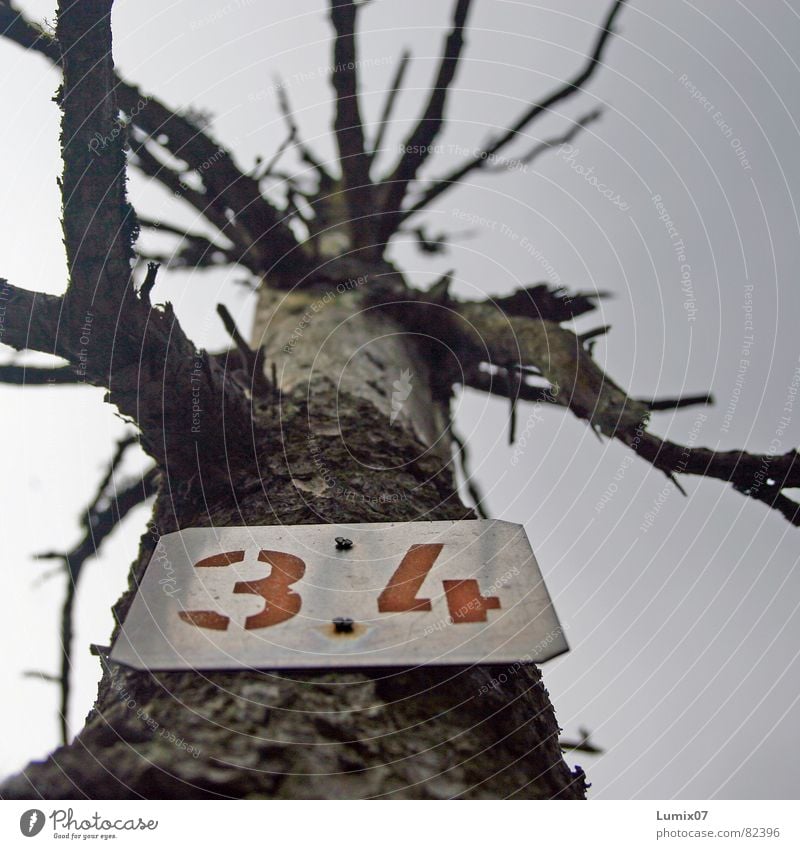 OPFER 34 Environmental pollution Tree Forest death Environmental protection Death Skeleton Digits and numbers no sheets Nature