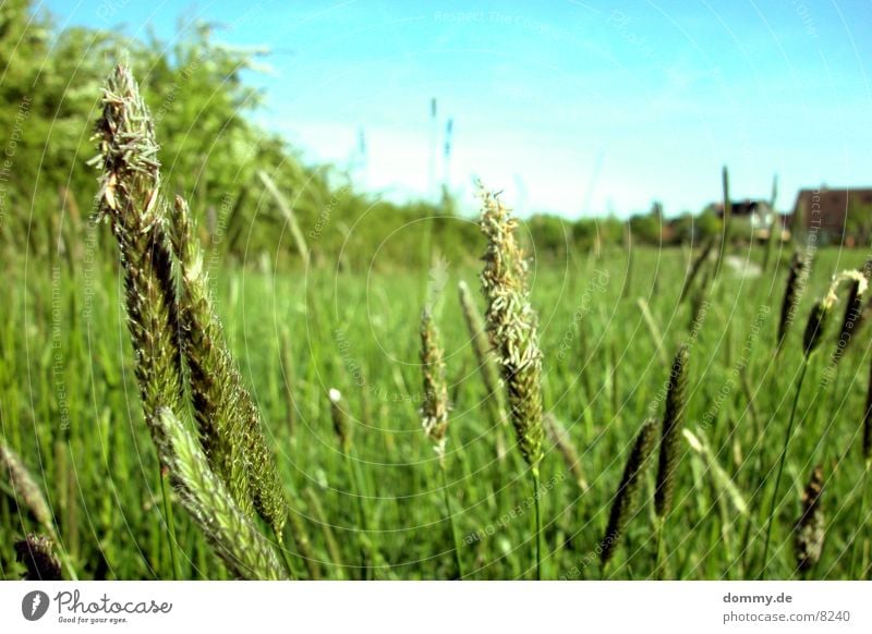 field Field Grass Green Nature Grain Free To go for a walk