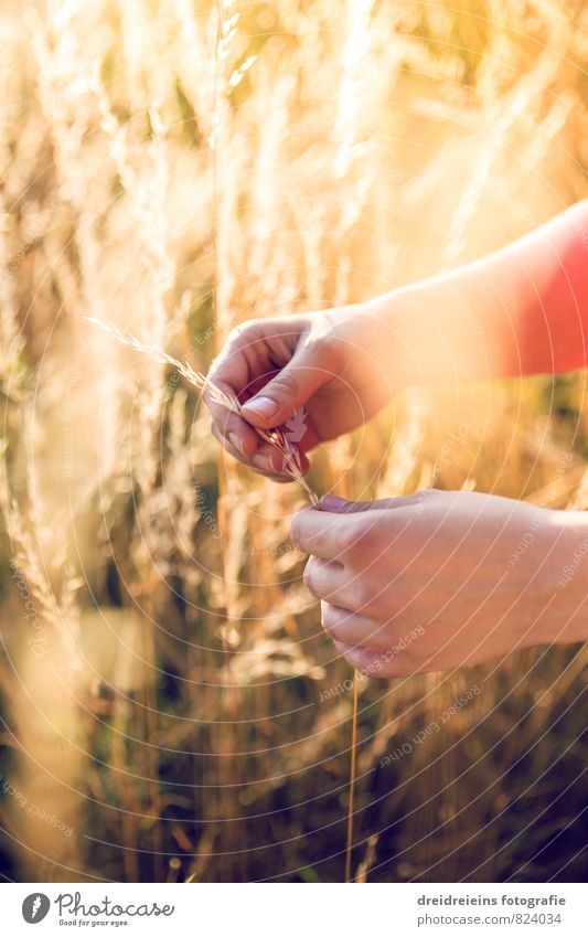 feel the summer Hand Nature Sunlight Summer Beautiful weather Field Touch Free Natural Positive Retro Warmth Yellow Orange Emotions Moody Contentment Grateful