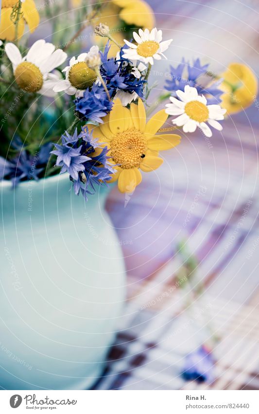 Meadowflower II Summer Flower Blossoming Blue Yellow Vase Checkered Tablecloth Cornflower Chamomile Colour photo Interior shot Shallow depth of field