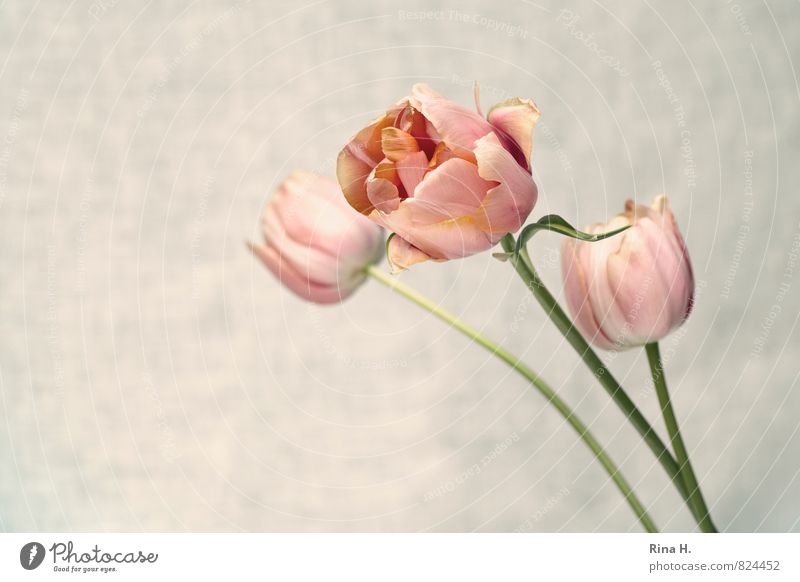 Creamy II Flower Tulip Blossom Blossoming Elegant Pink Colour photo Subdued colour Deserted Copy Space left Copy Space bottom Neutral Background