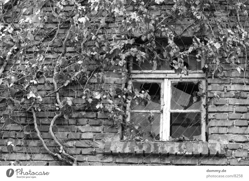 former Broken Window Building Black White Architecture Old swallow Black & white photo