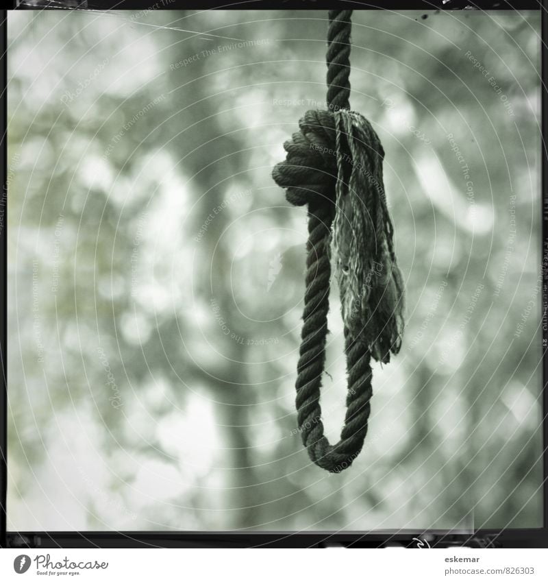 rope Rope noose Loop Tree - a Royalty Free Stock Photo from Photocase