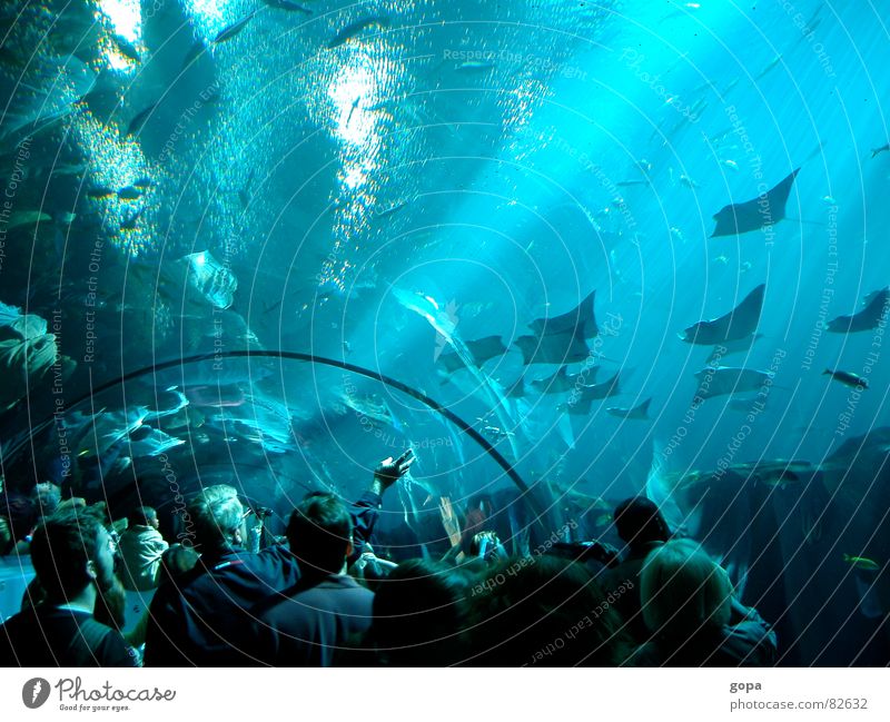 Under & Over Aquarium Ocean Fascinating Waterway Underwater photo Attractive Leisure and hobbies Fish underwater panorama Blue Reflection subsea
