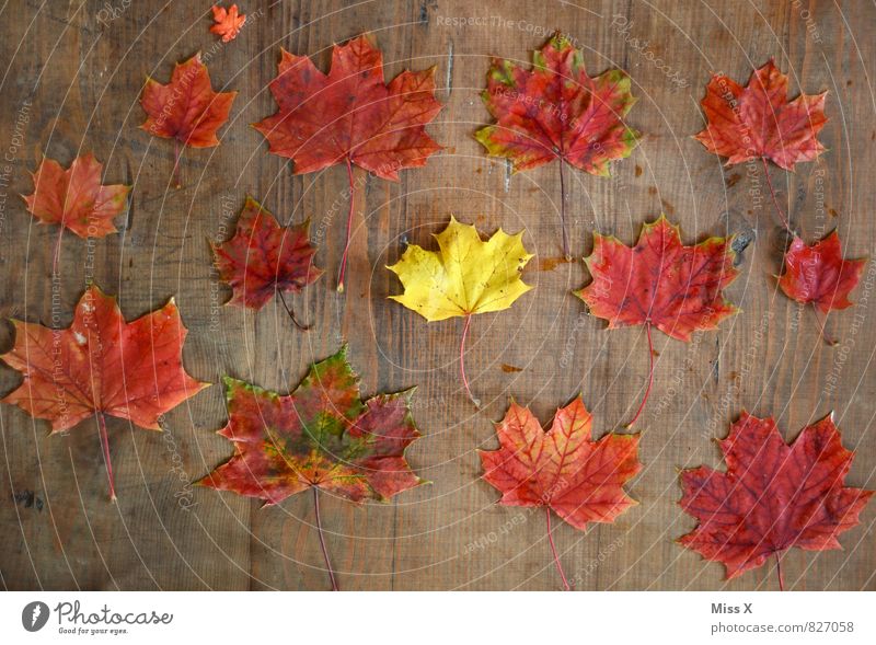 collection Leisure and hobbies Handicraft Environment Nature Autumn Leaf Yellow Red Colour Creativity Maple leaf Craft materials Autumn leaves Wood