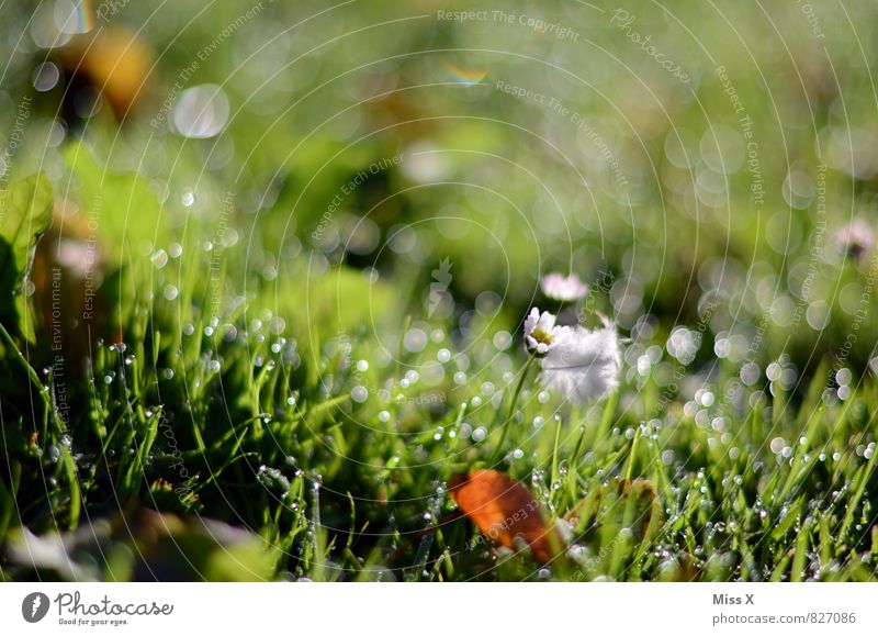 morning dew Environment Nature Drops of water Weather Rain Grass Meadow Growth Fresh Wet Green Moody Beginning Dew Blade of grass Colour photo Multicoloured