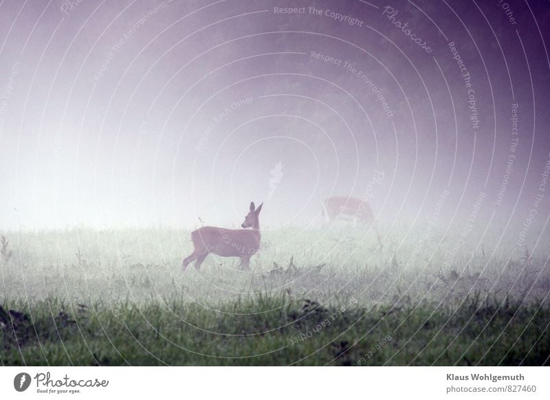 Something has caught the doe's attention, in the morning mist she looks around, in the background a fallow deer is grazing Environment Nature Animal Summer