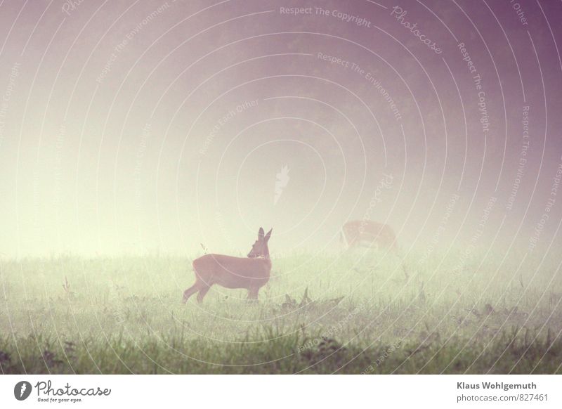 Morning fog 6 ( Caution is the mother..... ) Environment Nature Animal Summer Fog Grass Park Meadow Field Forest Wild animal Roe deer Female deer 2 Observe