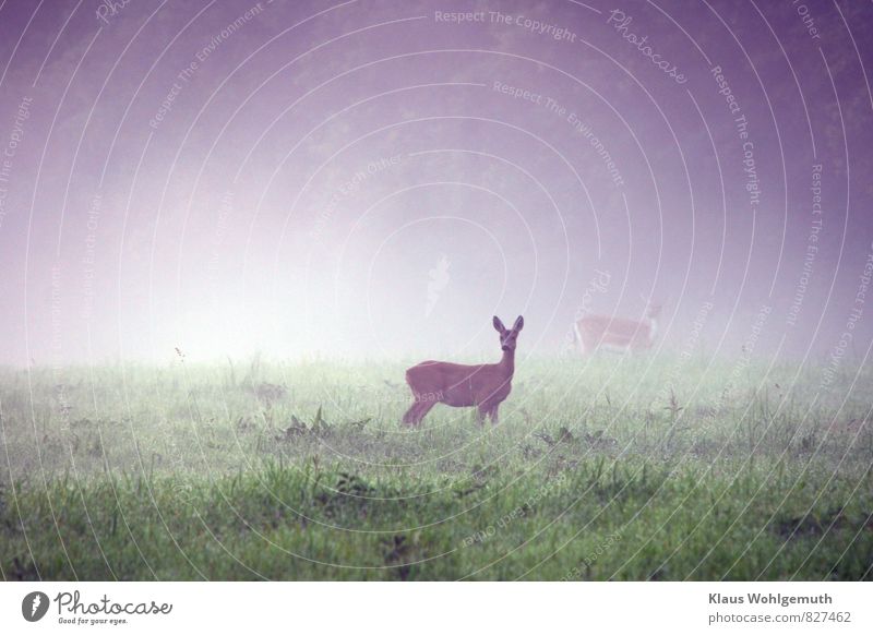 Morning fog 4 ( What clicks there?) Environment Nature Landscape Animal Drops of water Summer Fog Grass Foliage plant Meadow Field Forest Wild animal Pelt
