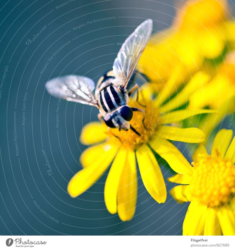 300 | ... and fly on Nature Plant Drinking Hover fly Nectar Blossom Trunk Stripe Yellow petals Wing Sit Insect Colour photo Exterior shot