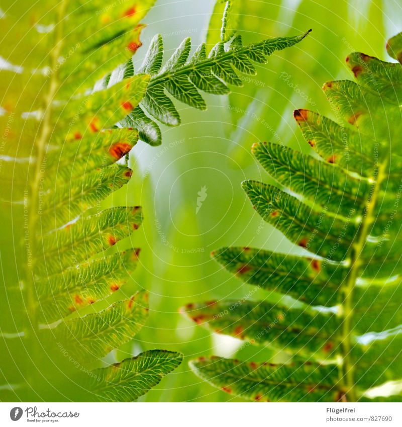 fern Nature Plant Growth Fern leaf structure Forest Leaf canopy Sunlight Green Colour photo Macro (Extreme close-up) Shallow depth of field