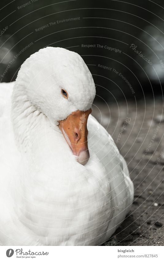 goose Food Poultry Nutrition Animal Bird Animal face Goose 1 Looking Sit Orange White Attentive Watchfulness Fatigue Beak Colour photo Exterior shot Deserted