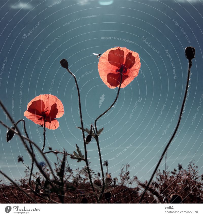 Wild Flowers Environment Nature Plant Animal Air Cloudless sky Climate Weather Beautiful weather Blossom Wild plant Poppy blossom Wasps 1 Movement Illuminate