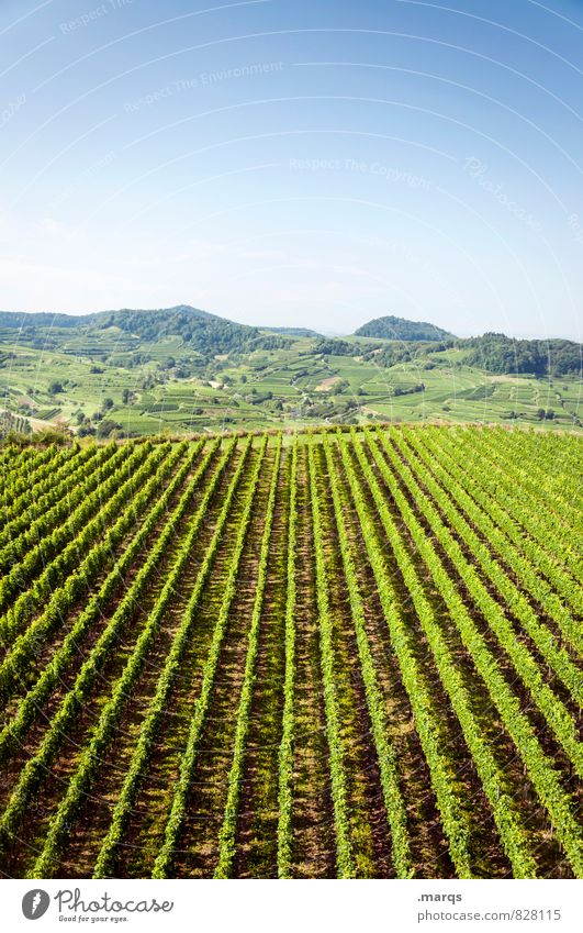 viticulture Trip Landscape Cloudless sky Horizon Summer Autumn Beautiful weather Plant Wine growing Vine Agricultural crop Hill Vineyard Relaxation Bright