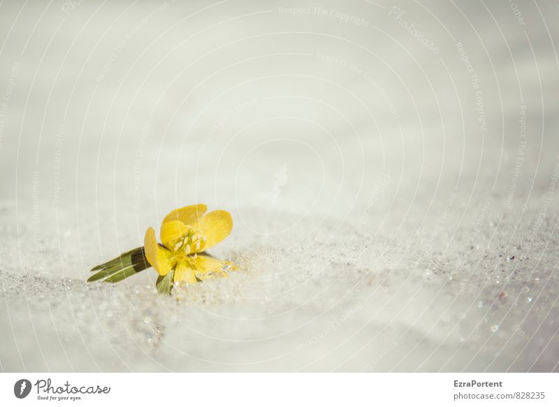 Eranthis hyemalis on salt crust, so somehow also bizarre Environment Nature Landscape Plant Spring Winter Climate Ice Frost Snow Flower Blossom Garden Park