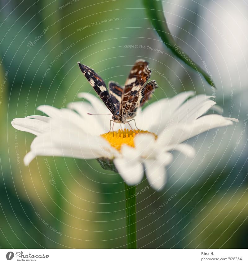 Butterfly on margarite Flower Leaf Blossom Garden 1 Animal Blossoming Fragrance Ease Nature Marguerite Exterior shot Deserted Shallow depth of field