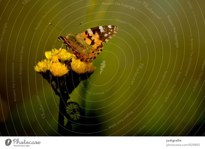meadow Environment Nature Animal Plant Blossom Garden Park Meadow Butterfly 1 Natural Warmth Wild Yellow Moody Elegant Ease Summer Colour photo Subdued colour