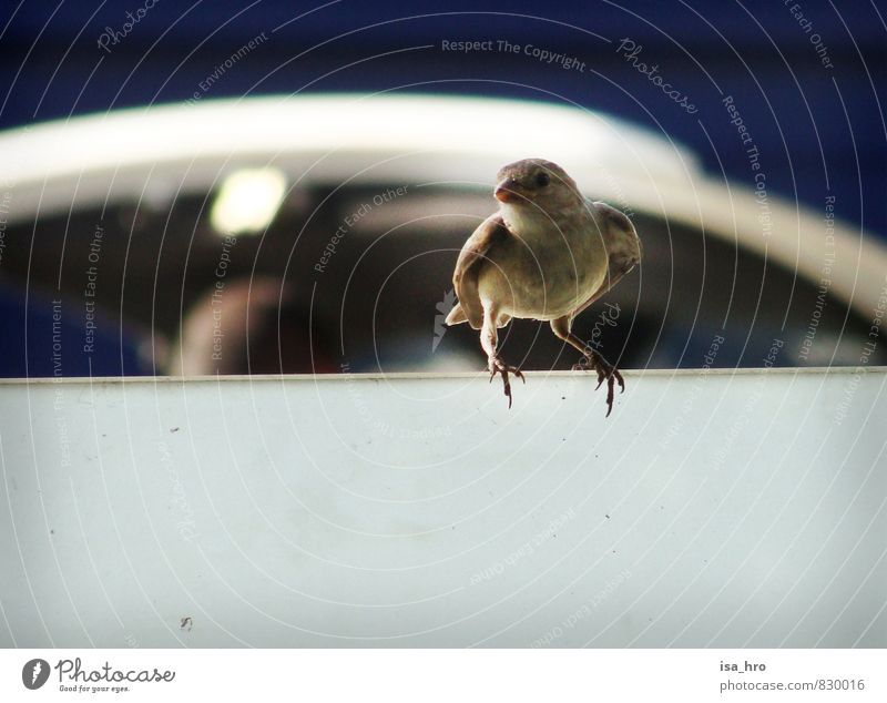 sparrow Animal Bird Sparrow 1 Blue Brown Colour photo Exterior shot Day Forward