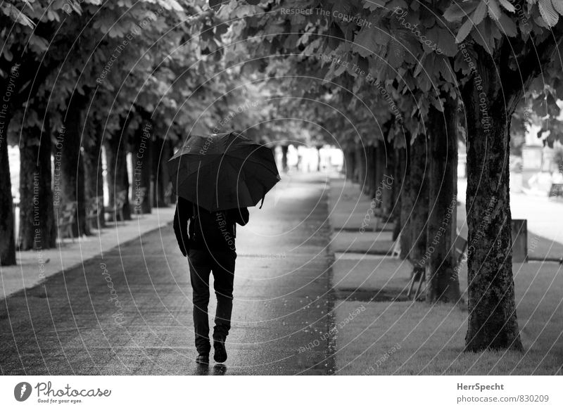 summer rain Masculine Man Adults 1 Human being 30 - 45 years Bad weather Rain Tree Lucerne Going Cold Avenue Umbrella To go for a walk Lanes & trails