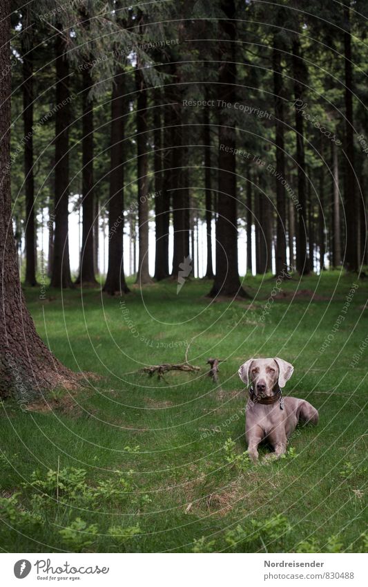 Patience. Wait. Life Hunting Nature Landscape Summer Tree Meadow Forest Animal Pet Dog 1 Observe Friendliness Fresh Healthy Loyal Love of animals Watchfulness