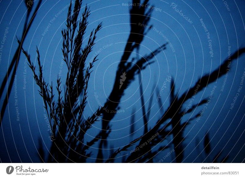 grasses in the evening Grain Grass Meadow Blue Dusk Blade of grass Seed Stalk Pasture silouette Evening Twilight