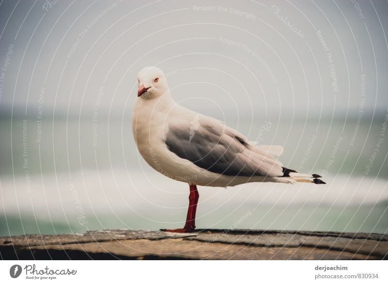 Standing on a wall white Grey Pacific seagull in Burleigh Heads.Queensland - Australia- , Temptation/ Movie Star Joy Calm Summer Take a photo Environment