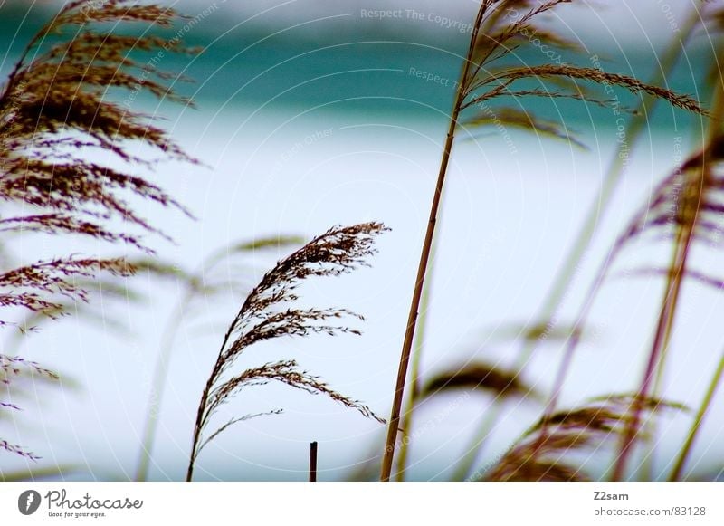 reed Lake Frozen Plant Growth Body of water Brown Nature Cold Ice Bavaria Winter Multiple canes Wind Blow Water Blue Landscape