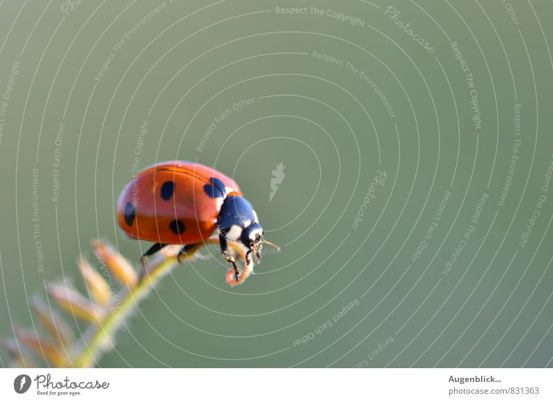 all the best, little bug... Animal Beetle Ladybird 1 Observe Crawl Glittering Happy Natural Blue Green Red Peaceful Serene Calm Uniqueness Target Contentment