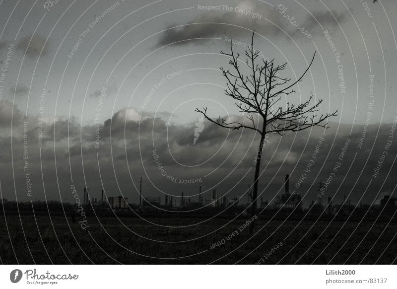 The Lonely Tree Winter Clouds Gray Cold Field Twig Sky